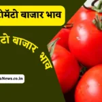Tomato bajar bhav