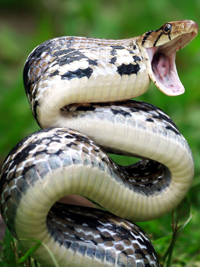 The World's 10 Most Venomous Snakes